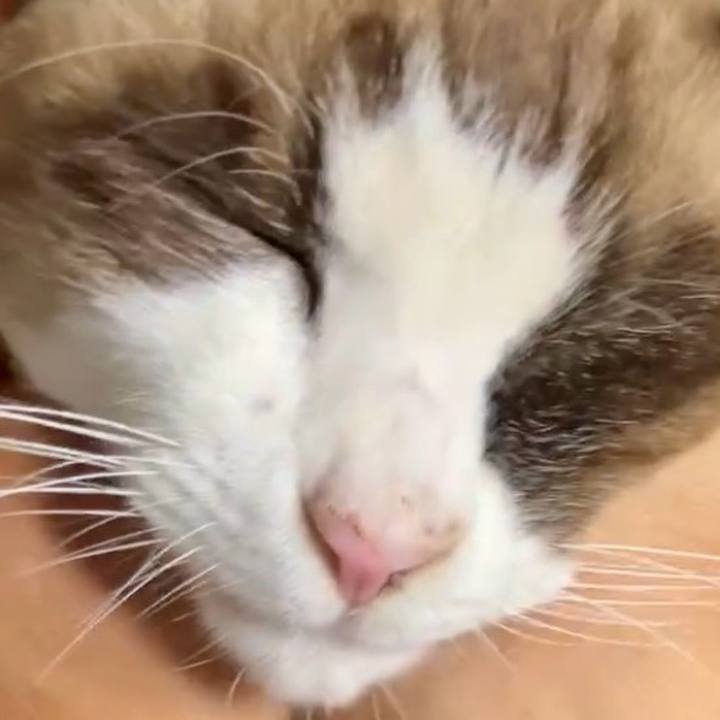 6d0c247f 2741 4c58 94f0 89690eed6666 1733717140923