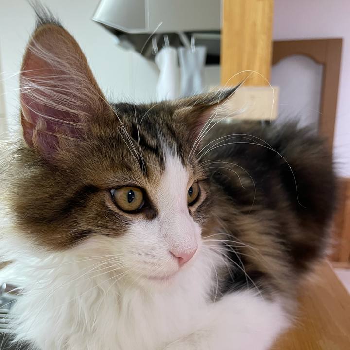 6d0c61ec bbea 46f4 851b b09ea9505016 1636059356223