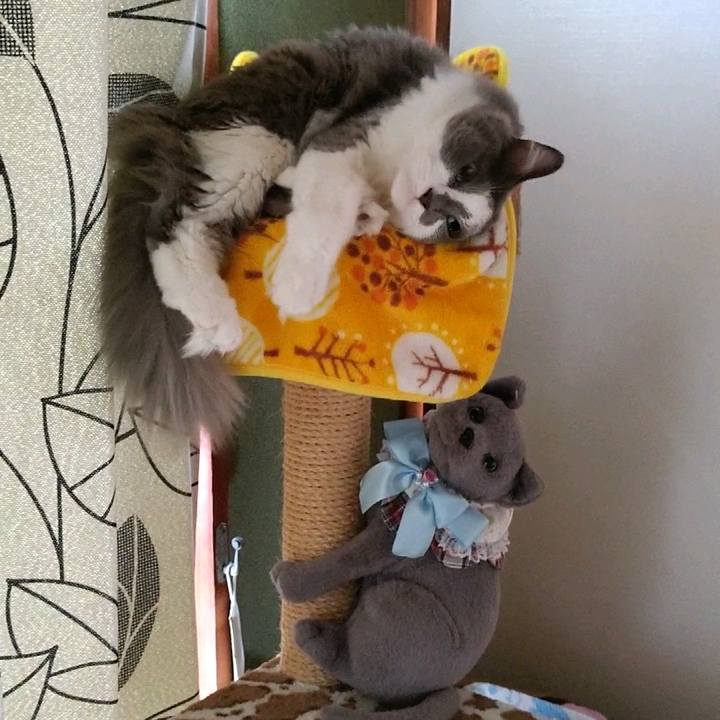 6d0fdc94 7fe1 476b 8aa7 717629bf8ee3 1598777100234