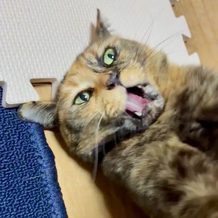 6d104e4c 2866 40ee 8839 37c1045e961f 1764757597957