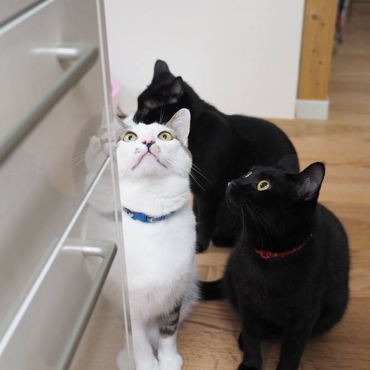 6d118c67 4848 4df0 bb3f e5959989adf1 1541458689762