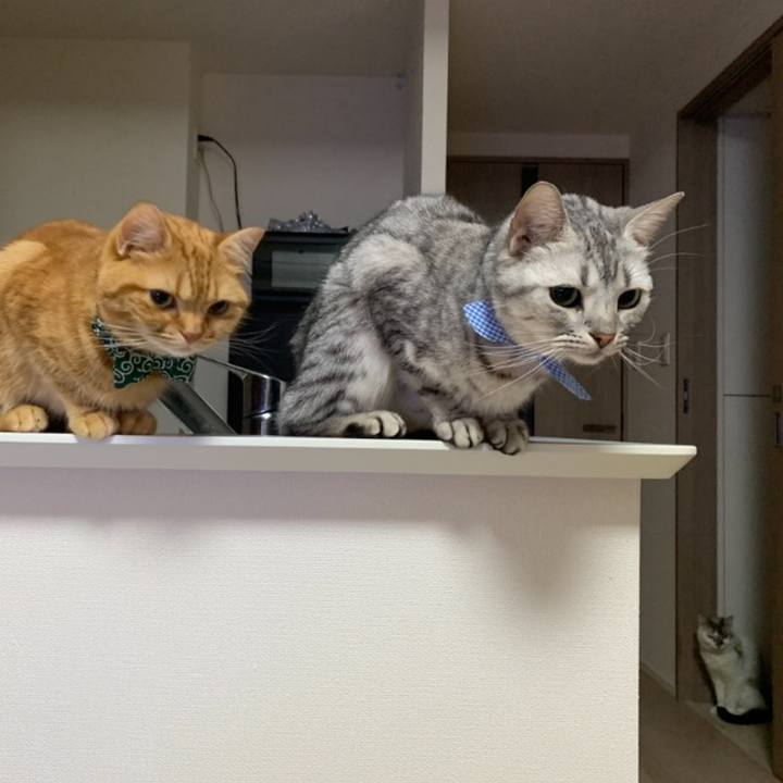 6d129ab4 d35e 455e 9f37 400c339e2684 1562631570417