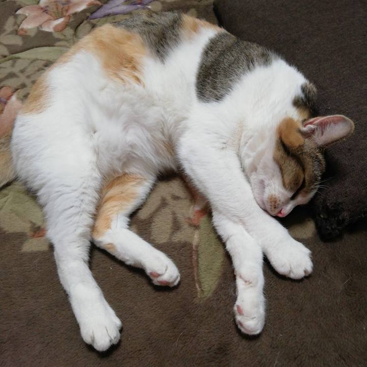 6d1492f2 74c5 43df a35f d738de7eafab 1605090453634