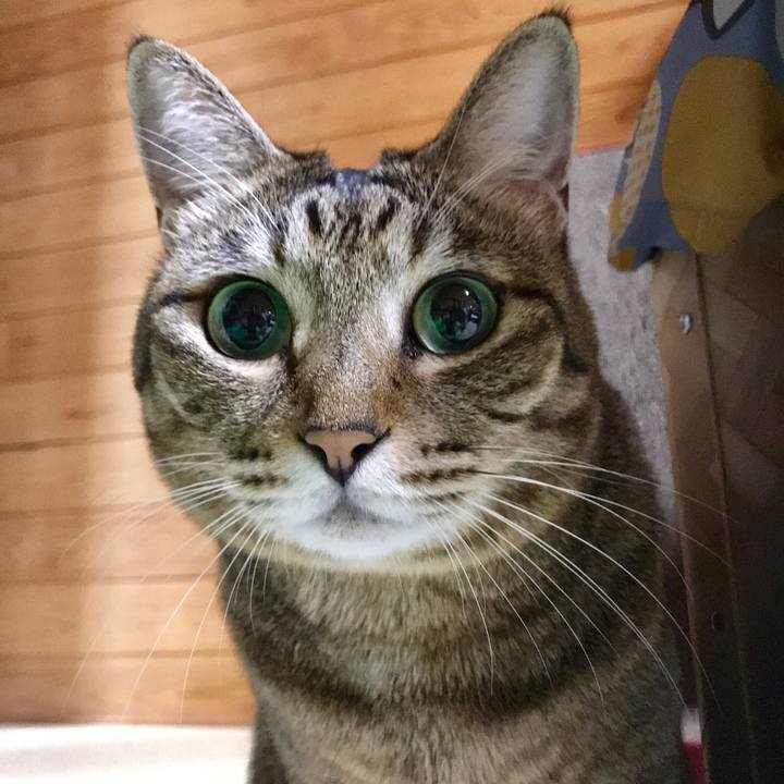 6d1795c8 7070 4b0a bdca 6b61b238c51a 1539611134924