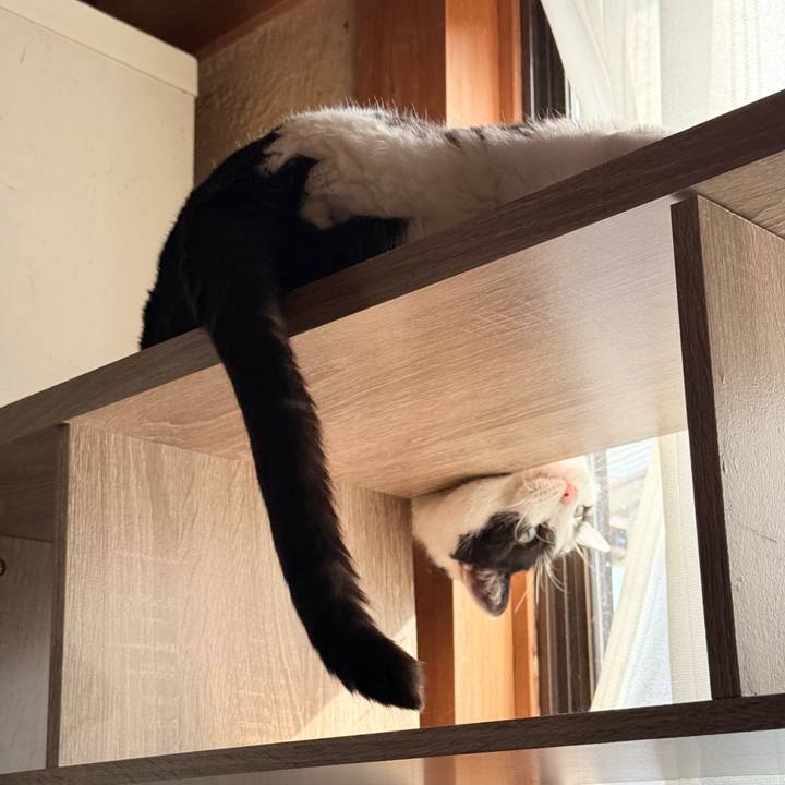 6d180826 f925 438e b8e9 b136368961b2 1739153065881