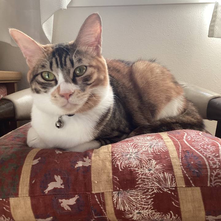 6d1cb80c 4c2c 46c6 8246 86ee9edfa7b5 1666328250742