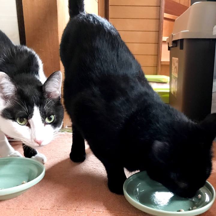 6d1d9493 c369 4b3b ae93 fdf81764896d 1530629329543