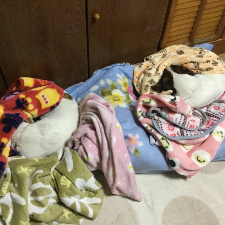 6d21044f 8be2 4219 a42e 9143acf0d70f 1548109269562