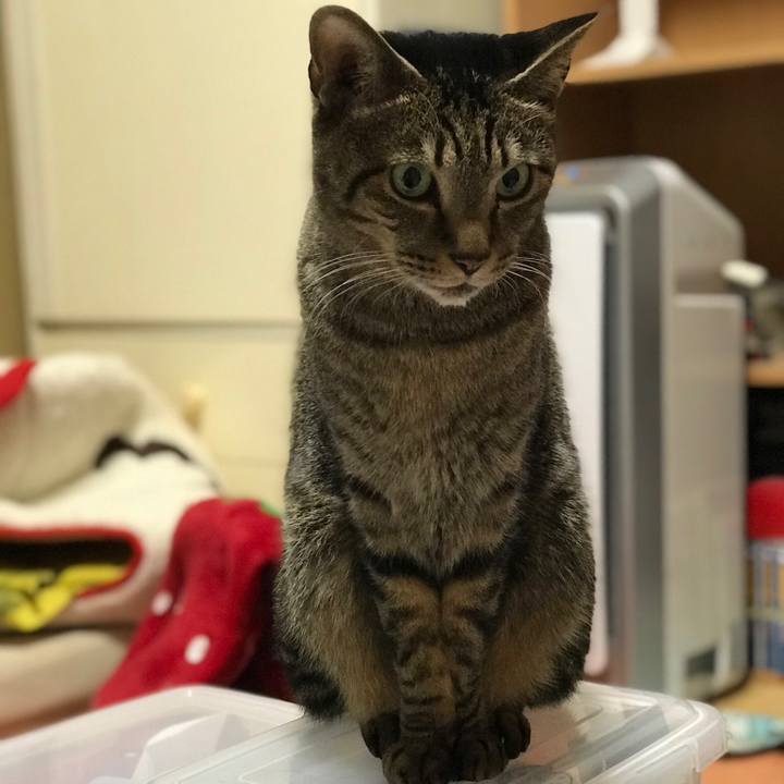 6d21a393 3d4e 4ceb a511 4fb57ee6f087 1514508730365