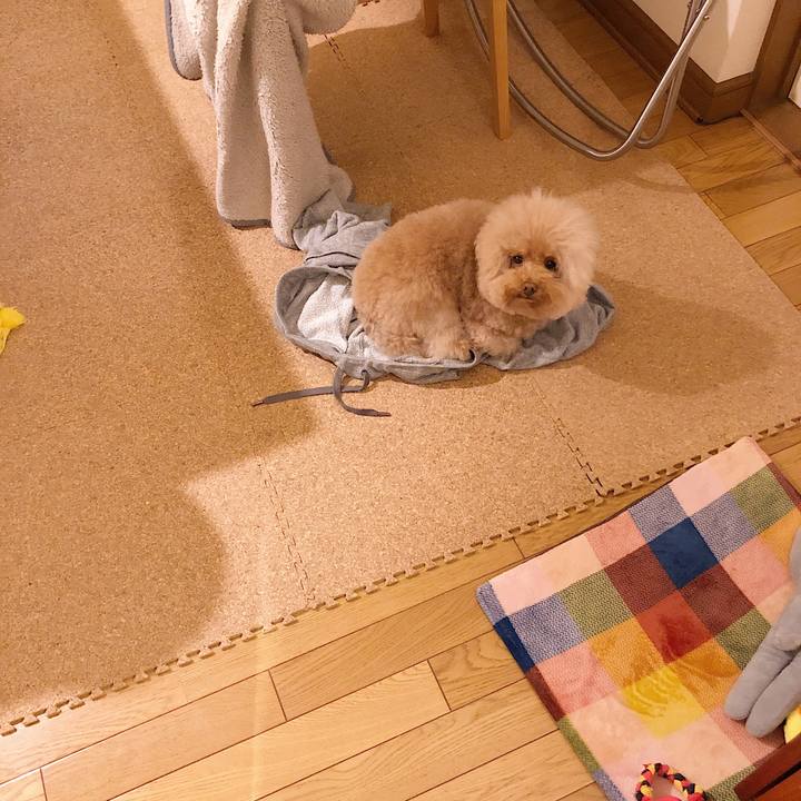 6d23546f 4017 40f1 b5a5 e4e01888e430 1544830691814