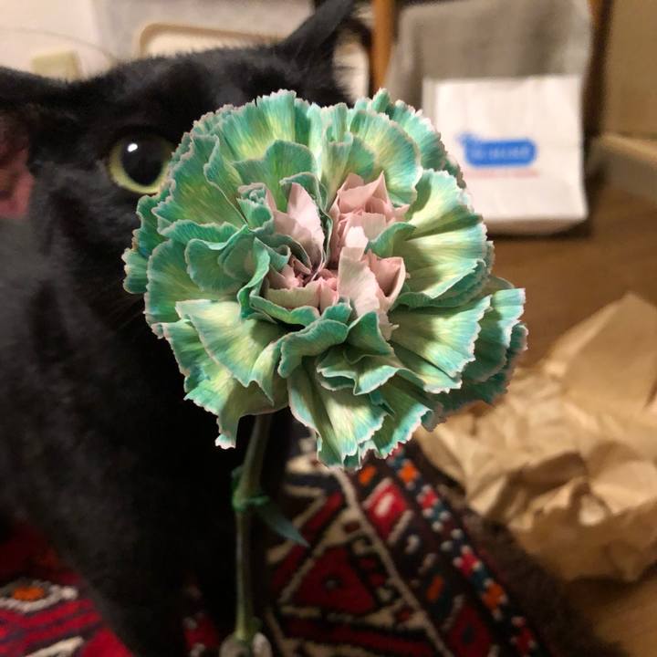 6d2b1c9f 1a00 45d3 a5ad 416179a8aae6 1669596501422