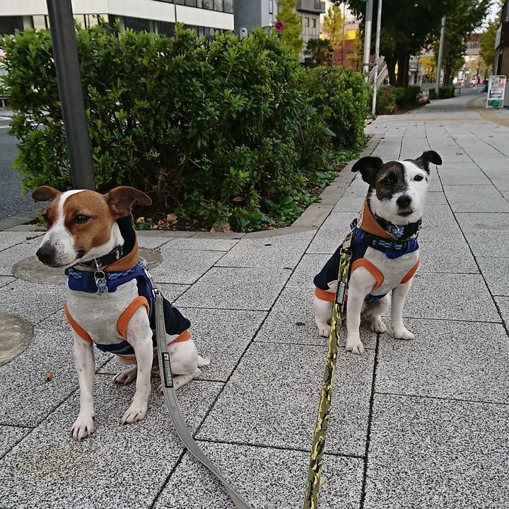 6d2c9285 7b39 4eba b9c6 3759cf03f67d 1542493901192