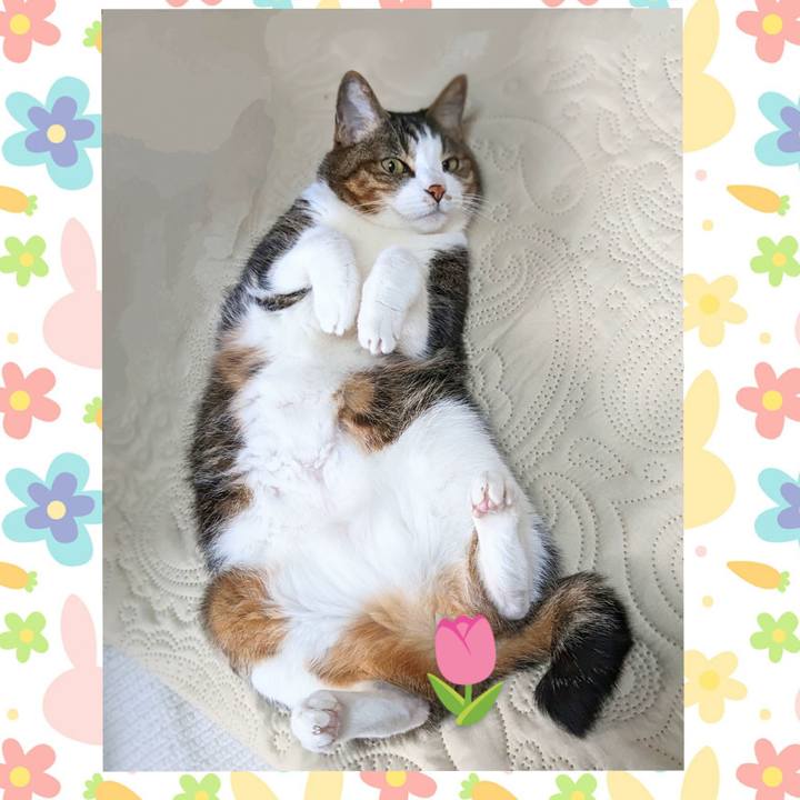 6d2d5407 81ce 40ed a9ca bef2b47e8d5e 1681213620535