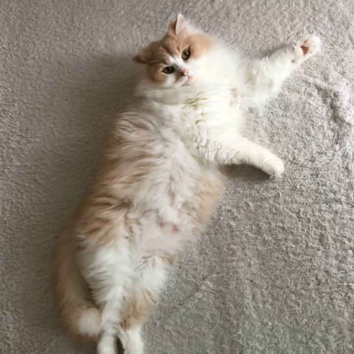 6d3229e0 8e13 4b36 a642 75cf5704f6ec 1529677177189