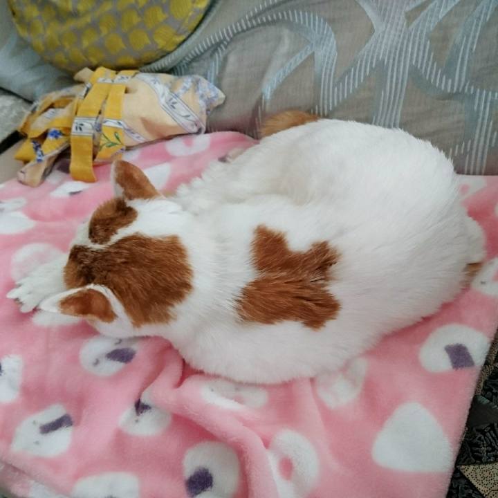 6d33e03c fdf1 4a9c a95b 59542e12a6d7 1546216471582