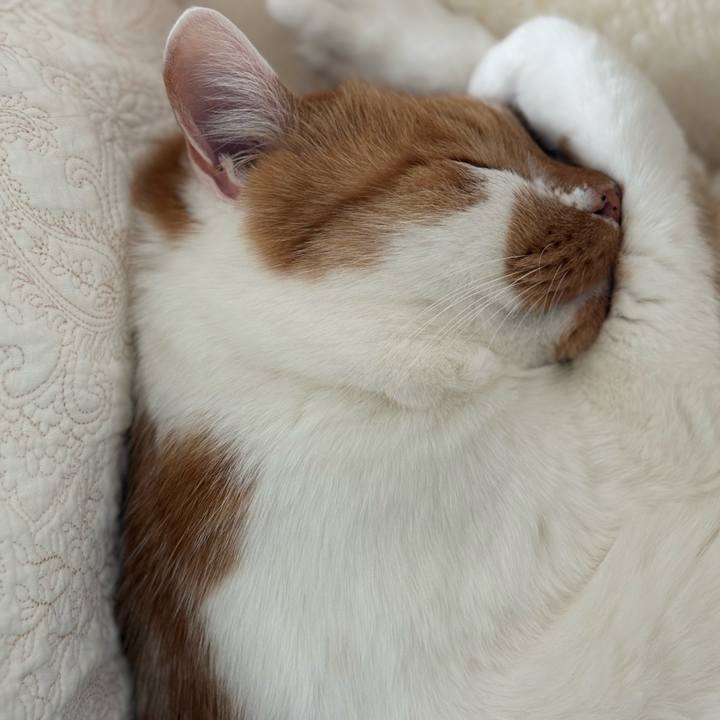 6d348e11 305a 49ea 8636 9f5794d31e67 1770524128257