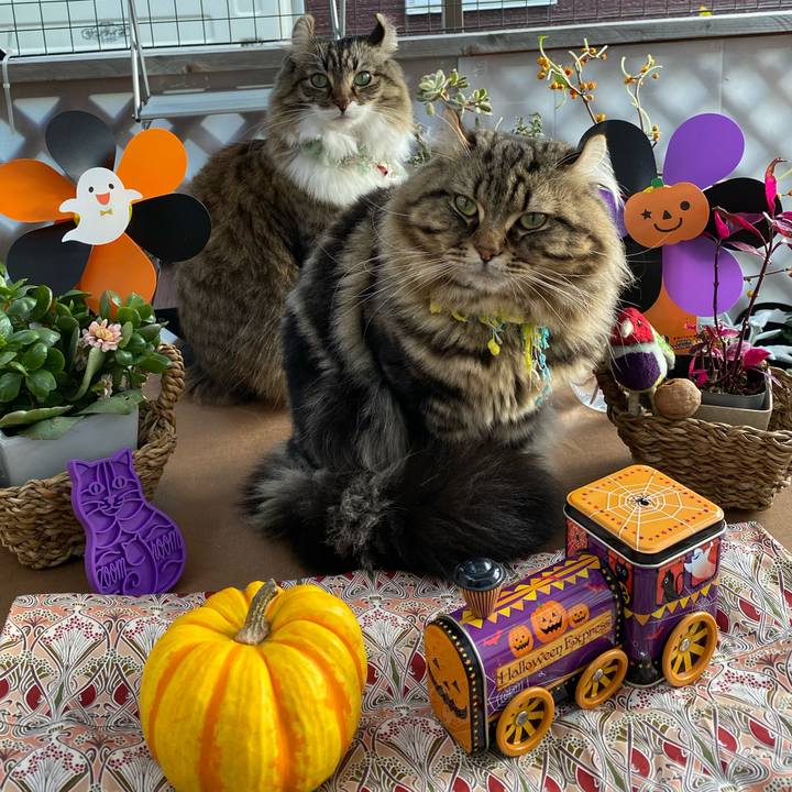 6d393956 4b2d 43a5 9b38 15c0de32542d 1604154651344