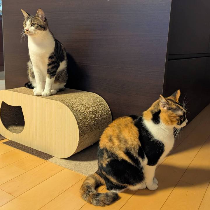 6d4042f7 19bd 499f 8558 6c335b5ebbb7 1763530500651