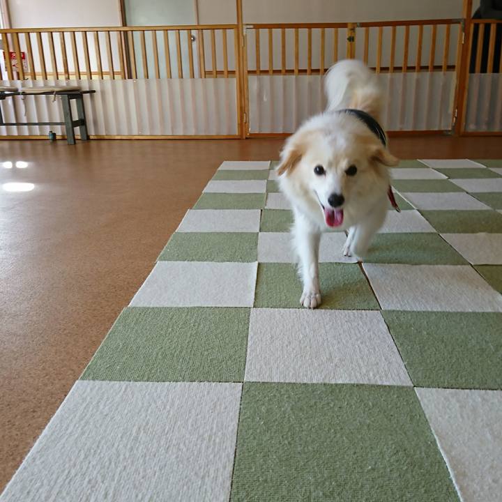 6d4345c0 f66f 490a 9e2d 62babf6acf44 1508996831057