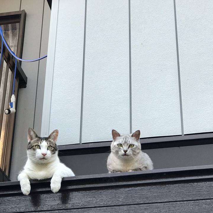 6d434b65 039c 4288 a964 eea1c935e32a 1591787584978