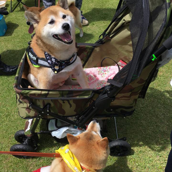 6d458e64 ffc7 4ada 966c 6c09ef995fae 1559977349722