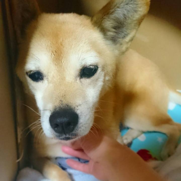 6d46daa5 3363 458d a5eb d81745159317 1528299325111