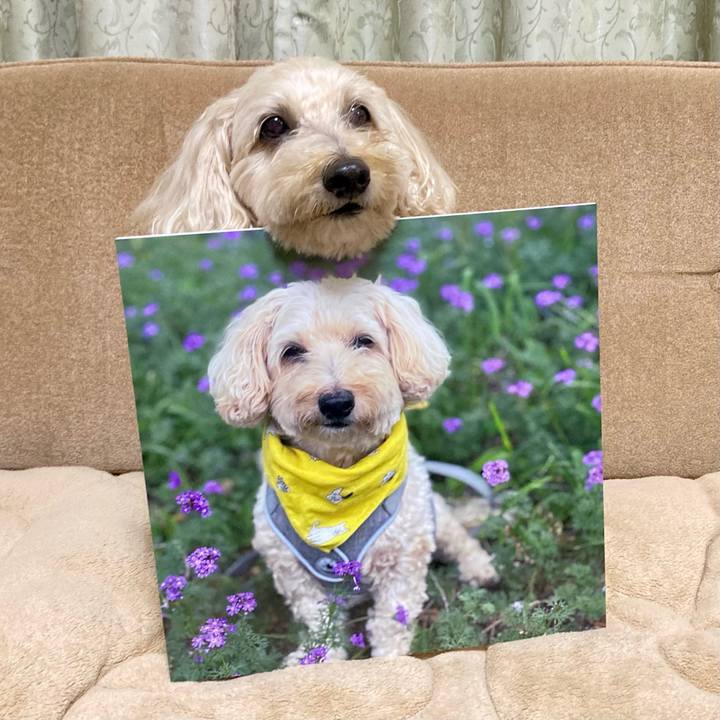 6d47c038 0f69 4c95 b12f f0caed12eb0c 1763275207743