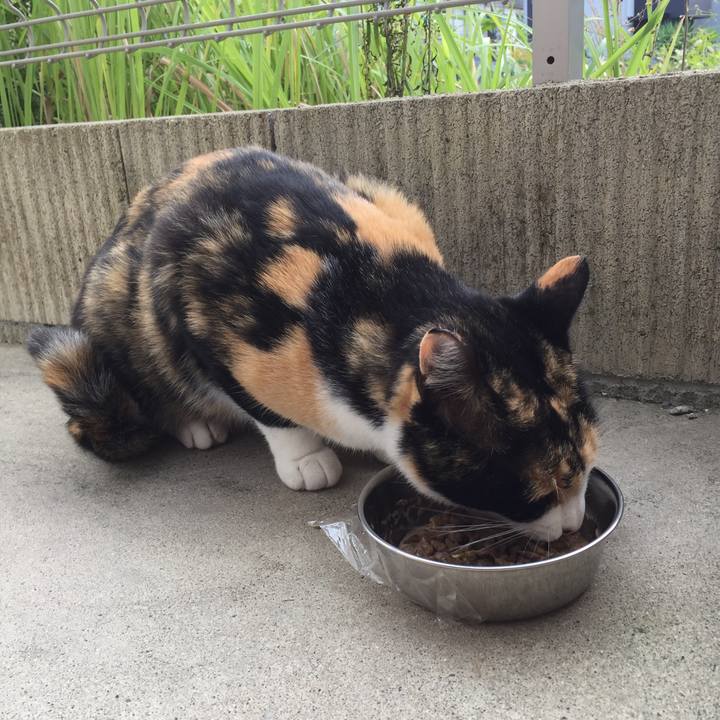 6d49e8c2 0643 429b 967d f90393bddad4 1508908499931