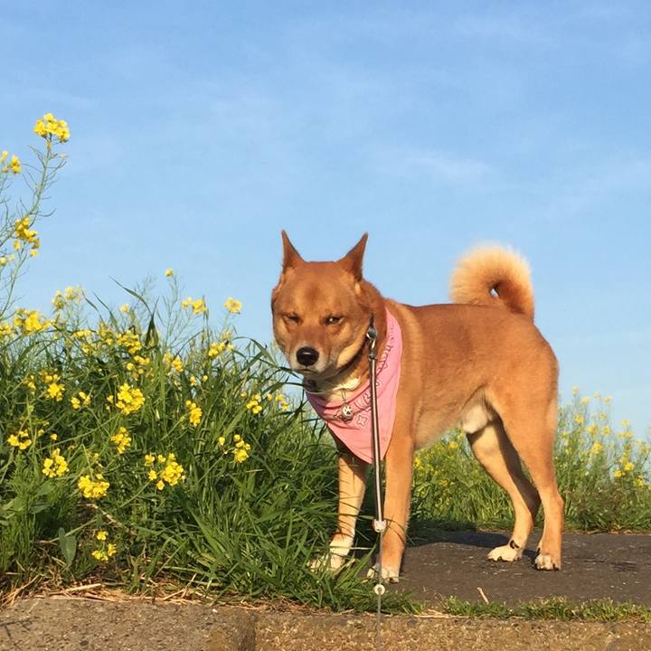 6d49f182 88eb 46a4 afa6 9f3bbbfdef76 1523400030872