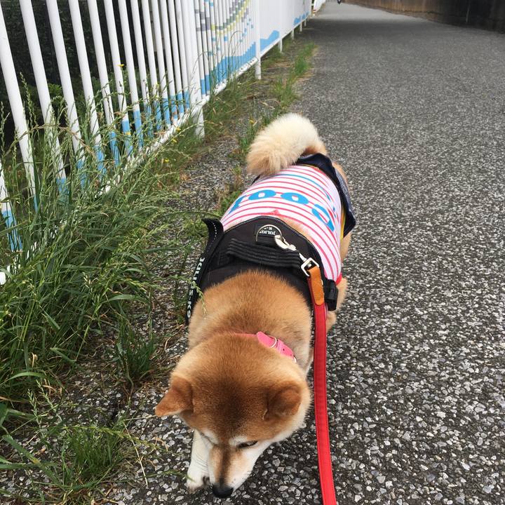 6d4aa087 076f 4c2f a933 19c8c5d43668 1591573859133