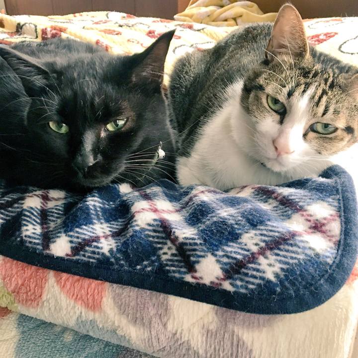 6d4c98c9 169f 4f5c 9564 951e504efb7e 1542110516300