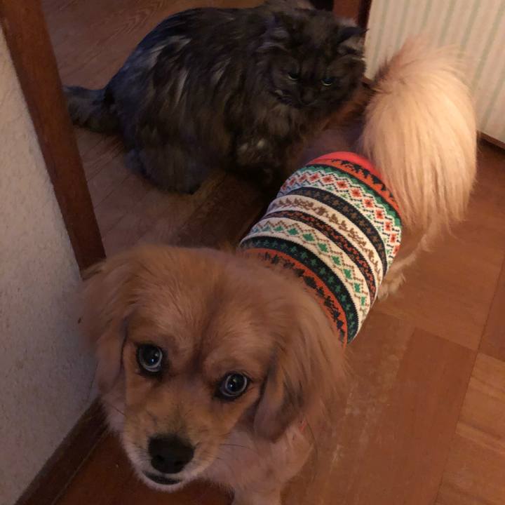 6d4d4995 3327 449d 84e0 e96f740d532c 1517263035166