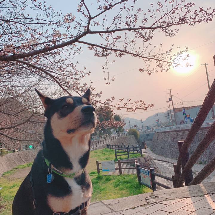 6d4db1c6 ca5e 497b a6c9 fcadd5229cd3 1553850918549