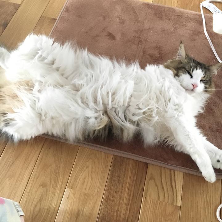 6d4dc769 141e 468a b72d ae12df514f5e 1544108670675