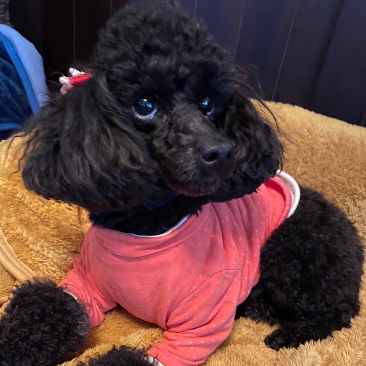 6d4dd0f5 b5e0 401a 961a c324be785ceb 1587706974645