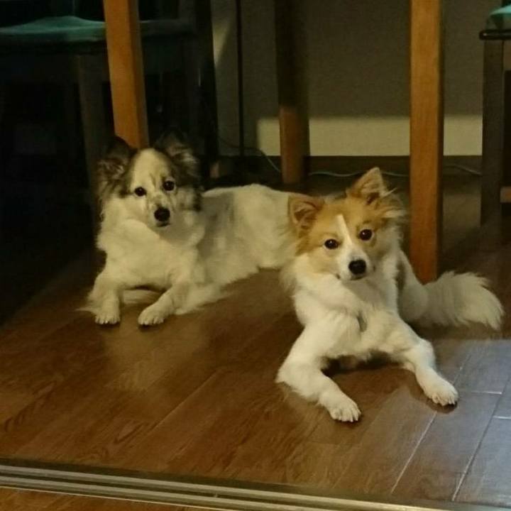 6d4de186 b773 4a5f 832e 535ceac0ab18 1512650795118