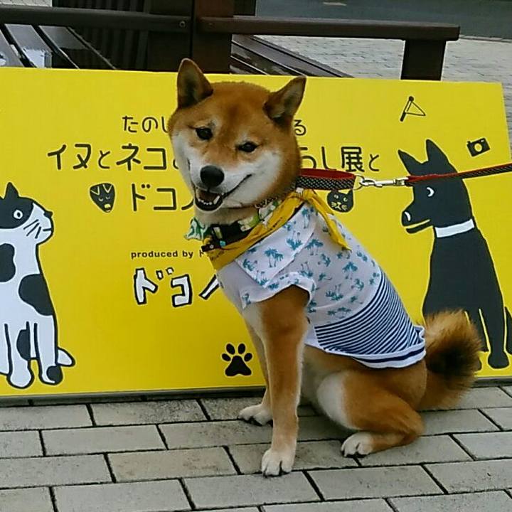 6d501dfd a981 43ba a05a 3c4bb2b51c6f 1560050319410