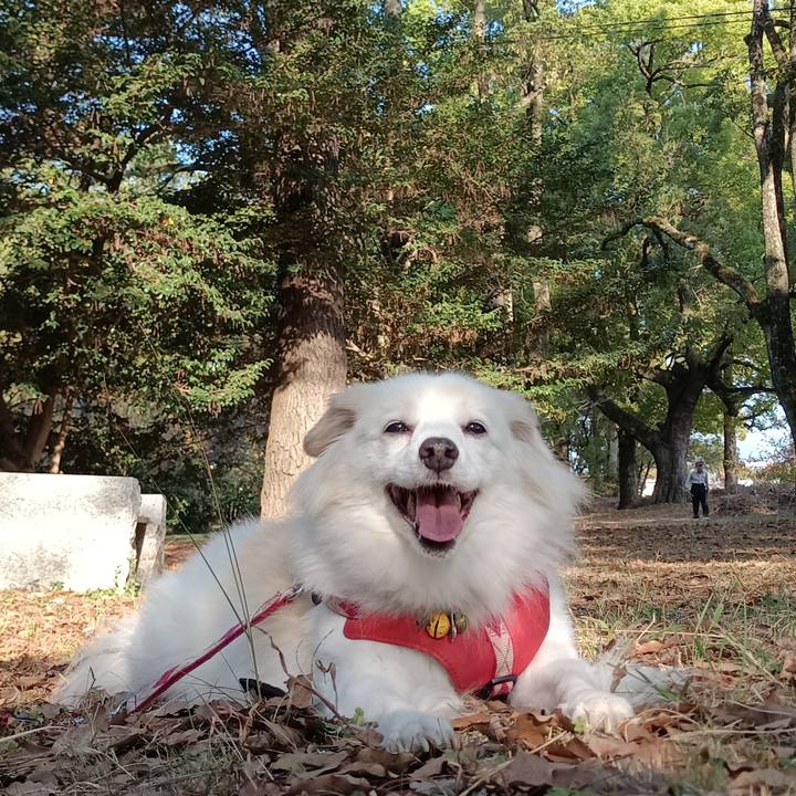 6d518307 3380 4c15 9da3 f933bd883378 1699164213542