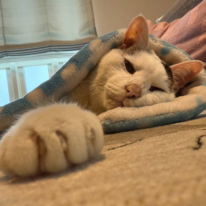 6d51c345 2fb4 461a 9322 0dd386f03783 1770437247332