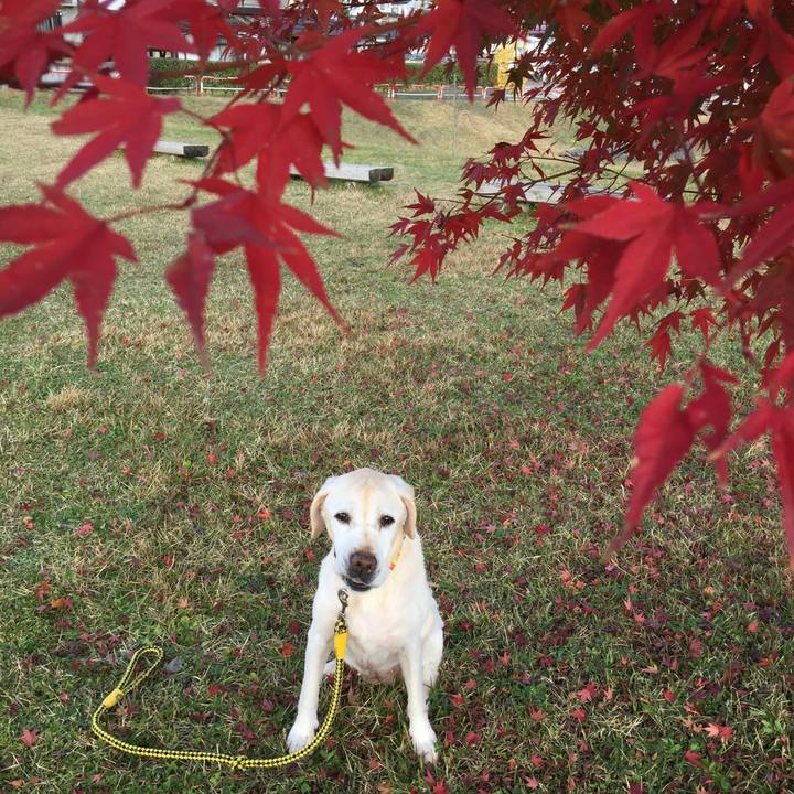 6d533e3b 59ac 4d38 98cc 90473144c860 1510710933954