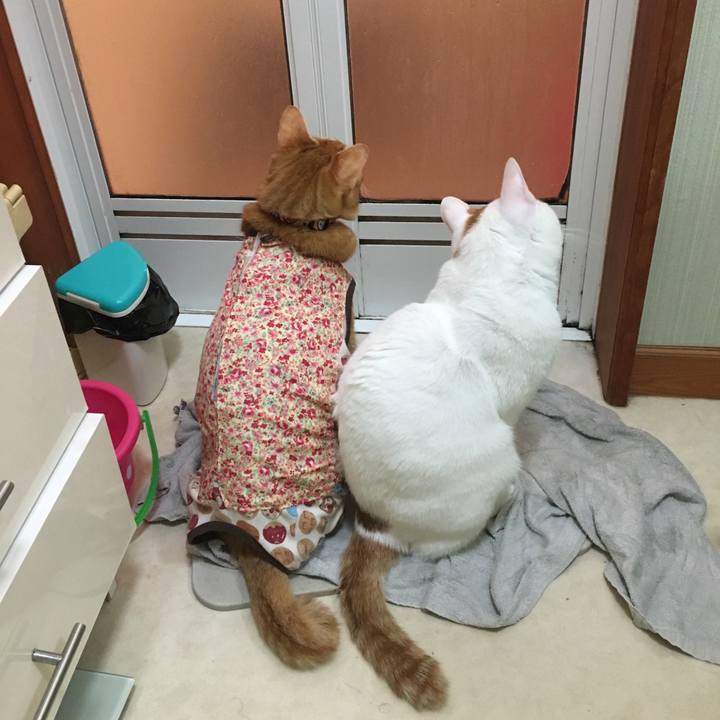 6d55bf55 3096 4e52 8248 fe88eb13cea4 1517487981986