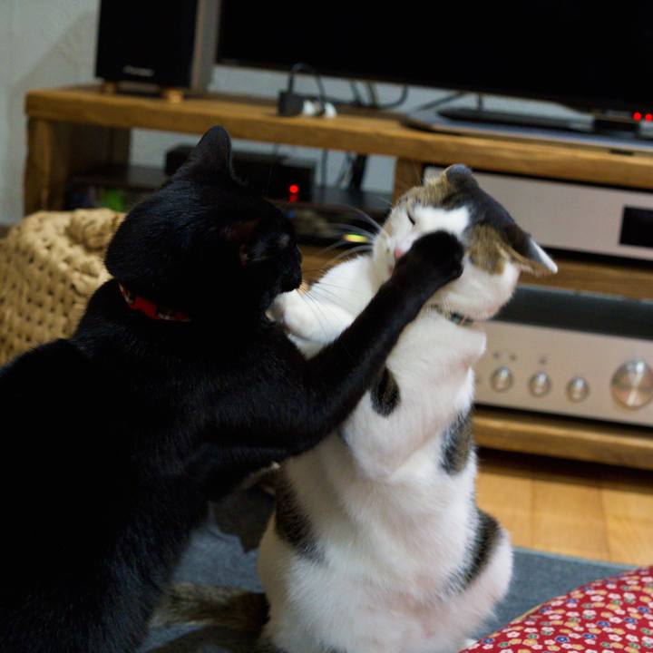 6d5aef03 663e 4a07 8e58 75956d26ac49 1576022069226