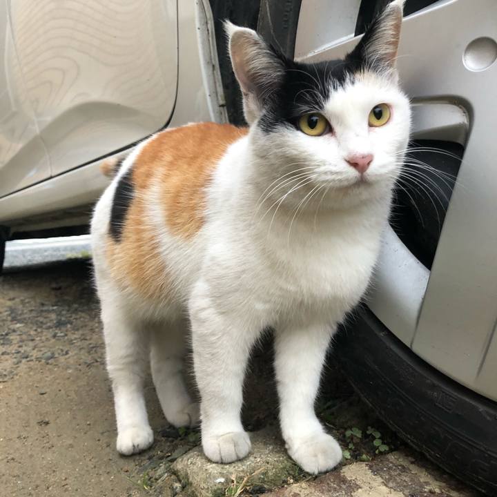 6d5cd617 dade 45ef a5cc 633ce6906240 1603836630964