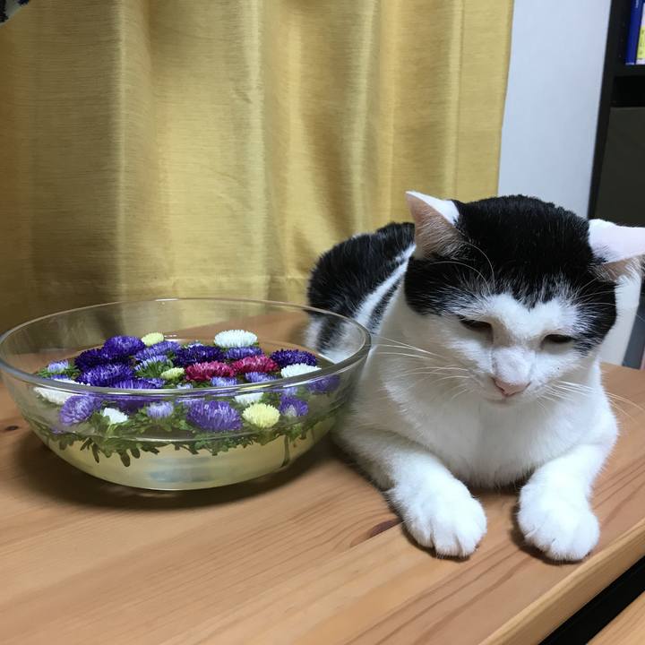 6d5dc73d e49f 4078 9191 820d8ea0fb37 1532711370570