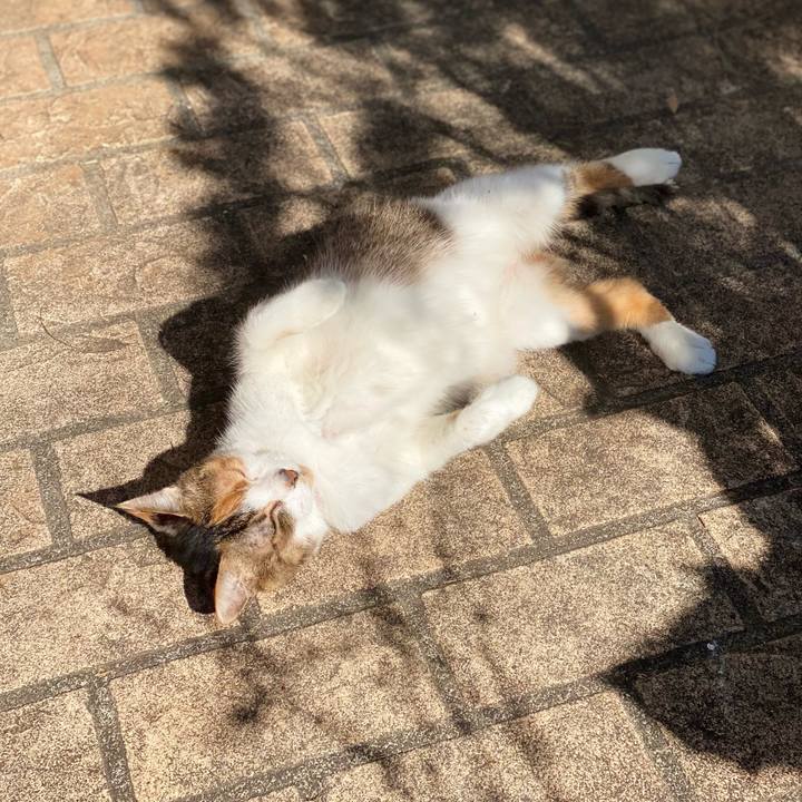 6d5f6636 8bc6 4495 98db 7076d68c068a 1636164878596