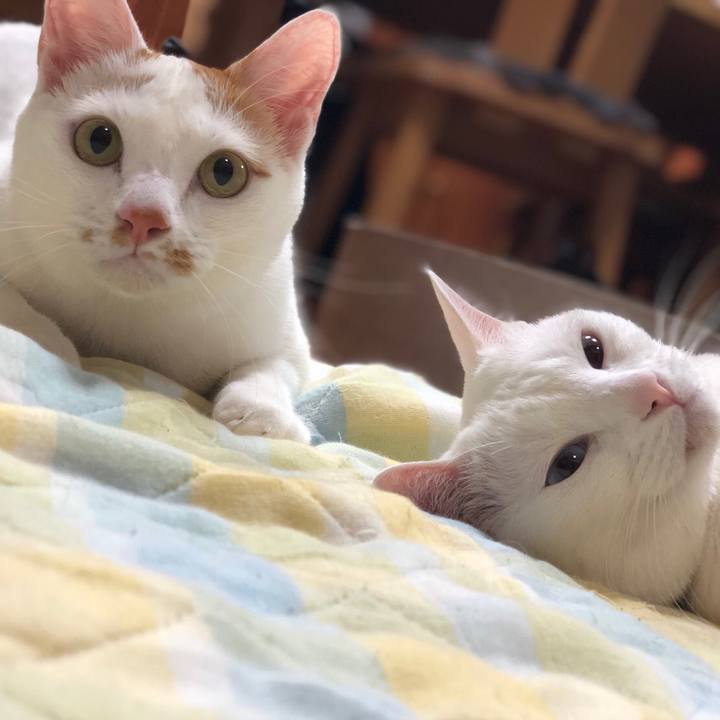 6d5fafff 28bf 4c24 a9b3 a10d70728854 1528472163712