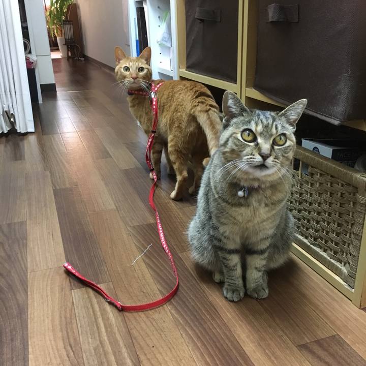 6d60ee18 8fe7 4613 b3a4 45450995aaca 1513845510378