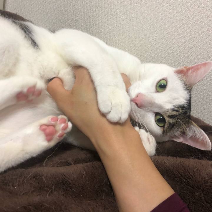 6d62dc34 c6b2 4b43 b706 614178a2500d 1572252521950