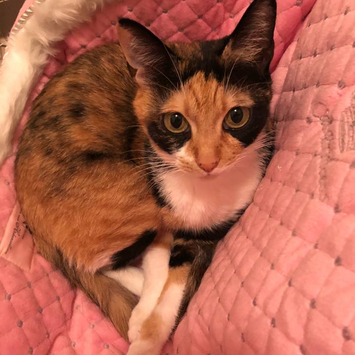 6d655f98 4a11 4c2d a510 2de3ad4a9777 1541668937110