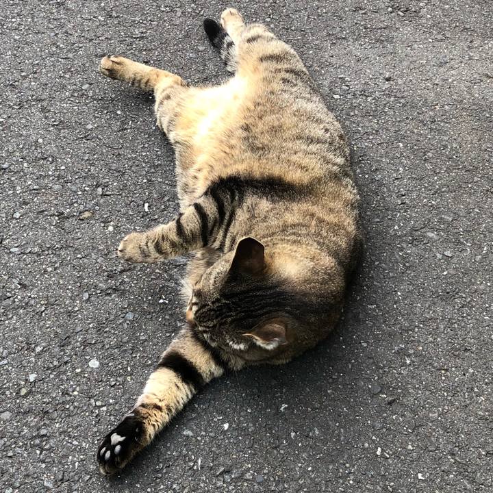 6d66c576 7097 461f 9836 2169223602c2 1526973372343